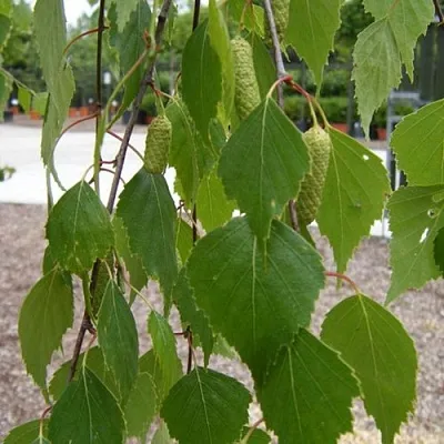 Береза ФАСЦИНЕЙШЕН белая  в Смоленске