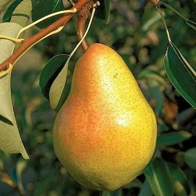 Груша ВЕЛЕСА  Груша ВЕЛЕСА в Смоленске