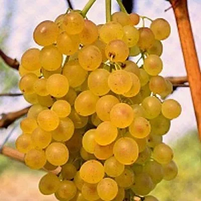 Виноград КИШМИШ КОКТЕЙЛЬ  Виноград КИШМИШ КОКТЕЙЛЬ в Смоленске