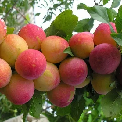 Слива СКОРОПЛОДНАЯ  Слива СКОРОПЛОДНАЯ в Смоленске