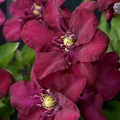 Клематис ЯН III СОБЕСКИ в Смоленске