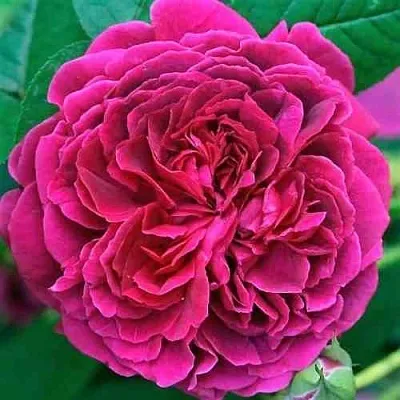 Саженцы роз ВИЛЬЯМ ШЕКСПИР английская  Саженцы роз ВИЛЬЯМ ШЕКСПИР английская в Смоленске