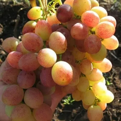 Виноград ТАСОН  Виноград ТАСОН в Смоленске