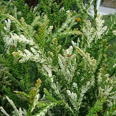 Туевик ВАРИЕГАТА долотовидный   Туевик ВАРИЕГАТА долотовидный  в Смоленске