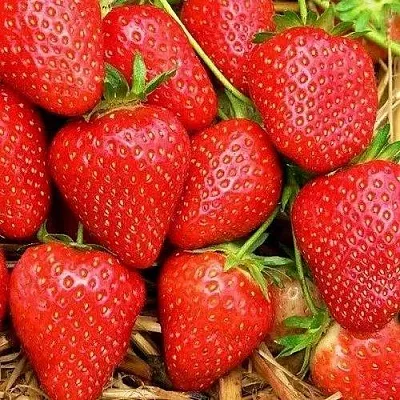 Клубника КВИКИ в Смоленске