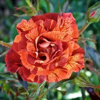 Саженцы роз САММЕР ЛОДЖ шраб  Саженцы роз САММЕР ЛОДЖ шраб в Смоленске