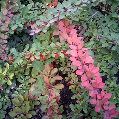 Барбарис ГРИН КАРПЕТ тунберга  Барбарис ГРИН КАРПЕТ тунберга в Смоленске