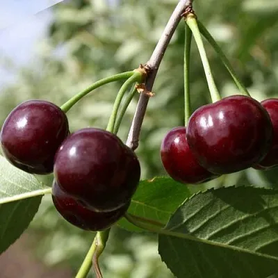 Вишня ЖАДАНА  Вишня ЖАДАНА в Смоленске