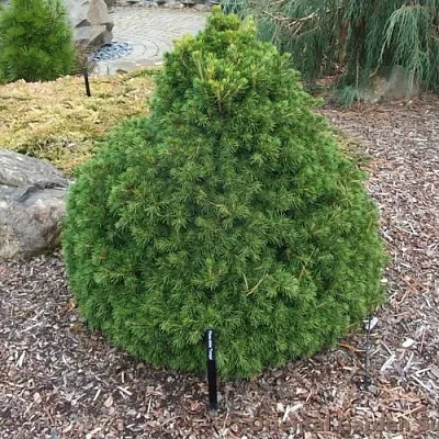 Ель ТОМПА обыкновенная в Смоленске