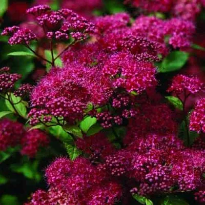 Спирея АНТОНИ ВАТЕРЕР японская  Спирея АНТОНИ ВАТЕРЕР японская в Смоленске