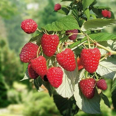 Малина РУБИФОЛ  Малина РУБИФОЛ в Смоленске