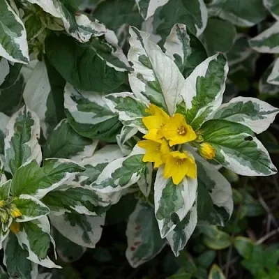 Вербейник АЛЕКСАНДР точечный  Вербейник АЛЕКСАНДР точечный в Смоленске