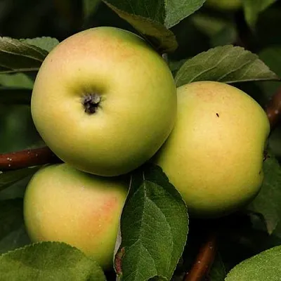 Яблоня ДАНИЛА в Смоленске