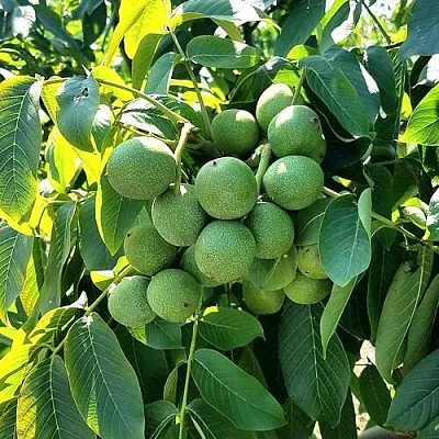 Грецкий орех  ИЗЯЩНЫЙ в Смоленске