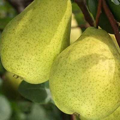 Груша СКАЗОЧНАЯ  в Смоленске