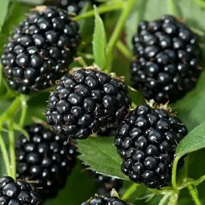 Ежевика ТРИПЛ КРАУН бесшипная  Ежевика ТРИПЛ КРАУН бесшипная в Смоленске