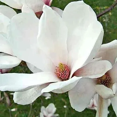 Магнолия АЛЬБА СУПЕРБА в Смоленске