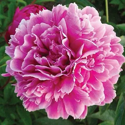 Пион ПУРПУРНАЯ ФЕЕРИЯ травянистый  Пион ПУРПУРНАЯ ФЕЕРИЯ травянистый в Смоленске