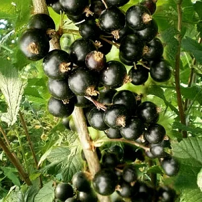 Смородина черная БЕН ТИРЕН в Смоленске