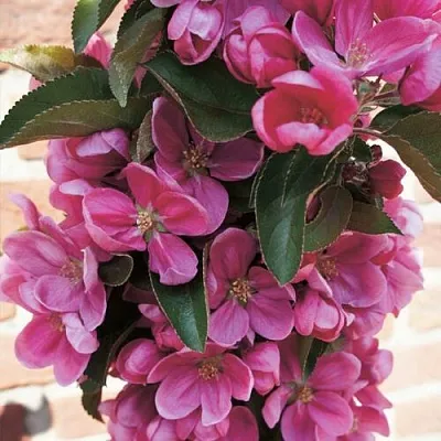 Яблоня ЗЕЛЁНЫЙ БУКЕТ декоративная в Смоленске