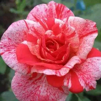 Саженцы роз ФИЛАТЕЛИЯ чайно-гибридная в Смоленске