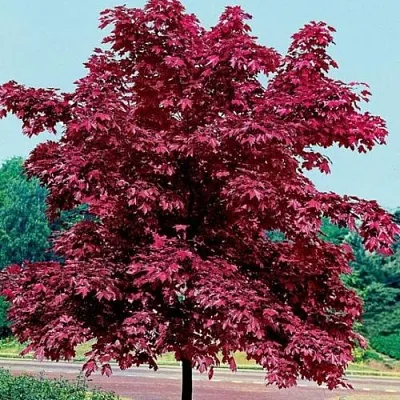 Клен КРИМСОН КИНГ остролистный  Клен КРИМСОН КИНГ остролистный в Смоленске