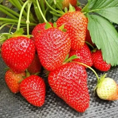 Клубника ВИМА РИНА ремонтантная в Смоленске