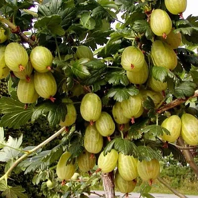 Крыжовник ИНВИКТА в Смоленске