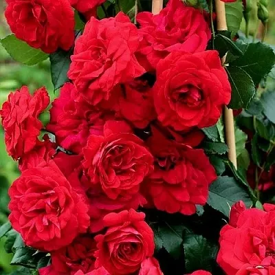 Саженцы роз АМАДЕУС плетистая  Саженцы роз АМАДЕУС плетистая в Смоленске