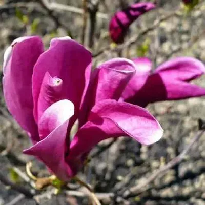 Магнолия СЬЮЗАН в Смоленске