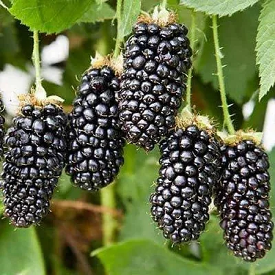 Ежевика КАРАКА БЛЭК  Ежевика КАРАКА БЛЭК в Смоленске