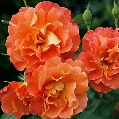 Саженцы роз ВЕСТЕРЛЕНД шраб в Смоленске