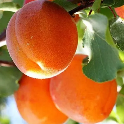 Абрикос в Смоленске