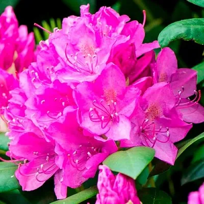 Азалия ПУРПУРТРАУМ японская  Азалия ПУРПУРТРАУМ японская в Смоленске