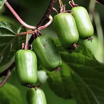 Актинидия СЕНТЯБРЬСКАЯ коломикта  Актинидия СЕНТЯБРЬСКАЯ коломикта в Смоленске