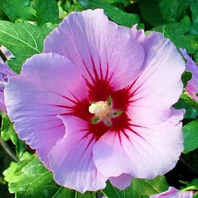 Гибискус ПИНК ФЛИРТ сирийский  Гибискус ПИНК ФЛИРТ сирийский в Смоленске