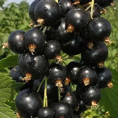 Смородина черная ИСКУШЕНИЕ  Смородина черная ИСКУШЕНИЕ в Смоленске