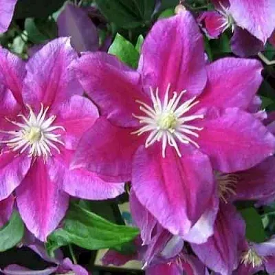 Клематис ХАНИЯ  Клематис ХАНИЯ в Смоленске