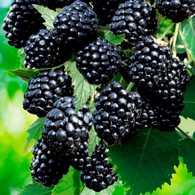 Ежевика ЛОХТЕЙ бесшипная  Ежевика ЛОХТЕЙ бесшипная в Смоленске