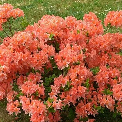 Рододендрон ЯПОНСКИЙ ОРАНЖЕВЫЙ  Рододендрон ЯПОНСКИЙ ОРАНЖЕВЫЙ в Смоленске