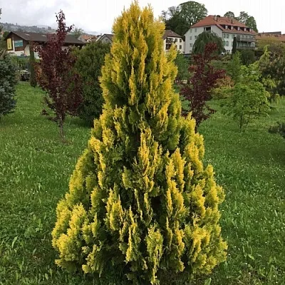 Туя ЕЛЛОУ РИББОН западная  Туя ЕЛЛОУ РИББОН западная в Смоленске