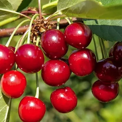 Вишня ЛЮБСКАЯ  Вишня ЛЮБСКАЯ в Смоленске