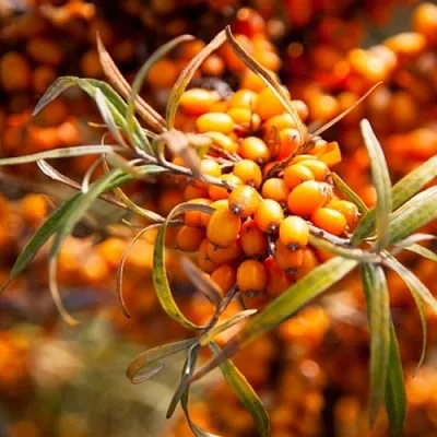 Облепиха ФИНСКАЯ в Смоленске