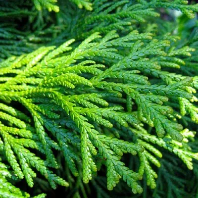 Туевик Туевик в Смоленске