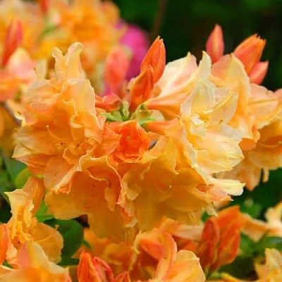 Азалия ЧАРДАШ листопадная  Азалия ЧАРДАШ листопадная в Смоленске