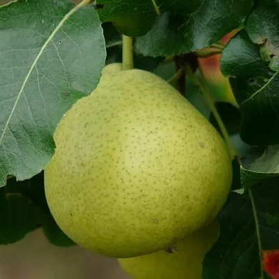 Груша САНРЕМО колонновидная в Смоленске