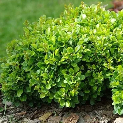 Барбарис КОБОЛЬД тунберга  Барбарис КОБОЛЬД тунберга в Смоленске