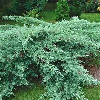 Можжевельник ГРЕЙ ОУЛ виргинский  Можжевельник ГРЕЙ ОУЛ виргинский в Смоленске