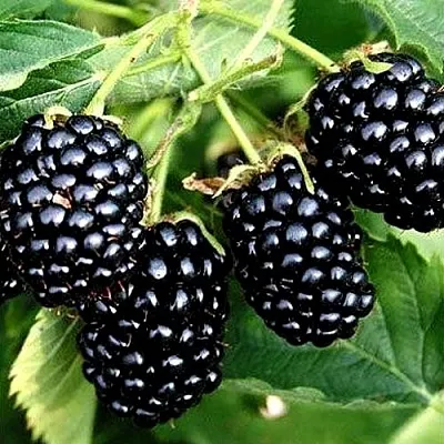 Ежевика ПРАЙМ АРК ТРЕВЕЛЕР ремонтантная  Ежевика ПРАЙМ АРК ТРЕВЕЛЕР ремонтантная в Смоленске