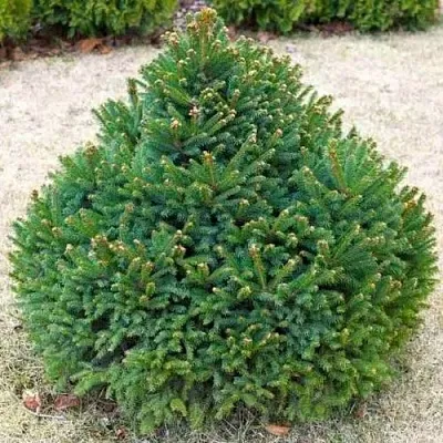 Ель БАРРИ обыкновенная  Ель БАРРИ обыкновенная в Смоленске